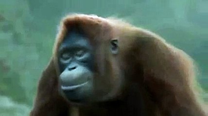 OYNAK GORİL :) playful gorilla