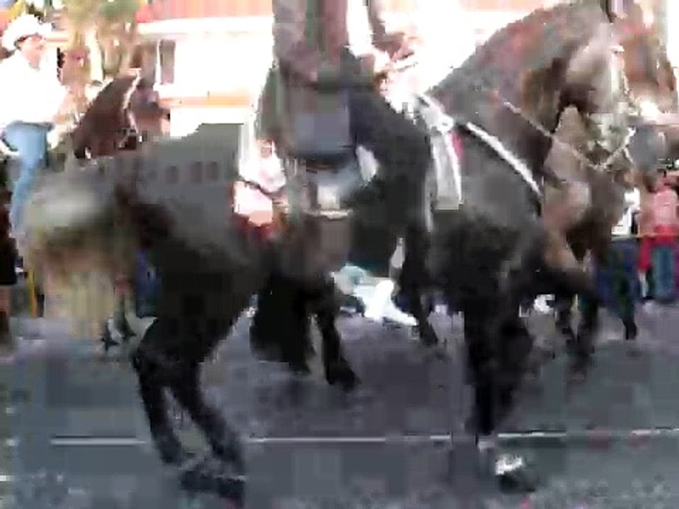 caballos bailarines
