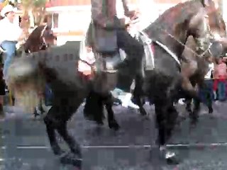 caballos bailarines