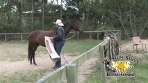 How to stop a horse from bucking