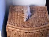 Rat loves cat - Surprise ending!