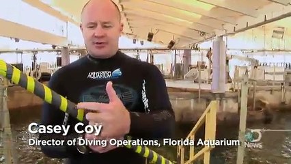 Animals Cool Jobs Shark Traffic Cop  Discovery News