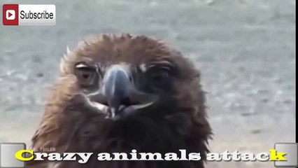 animal attack HDll 2015 Eagle attacks people