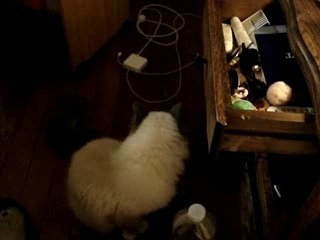 Vitto cherche sa balle