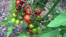 CHERRY TOMATO PLANTS, 100'S OF TOMATOES 7-8-12