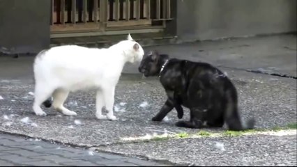 BRIGA FEIA ENTRE DOIS GATOS - CENAS FORTES!!!