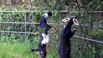 The Happiness Farm-Tips From My Goats
