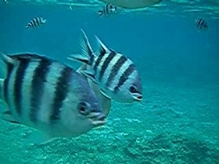 Poissons aux Seychelles