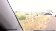 In a Tight Spot with Lions ! - Kruger National Park