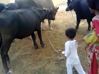 funny vedio - Tune.pk