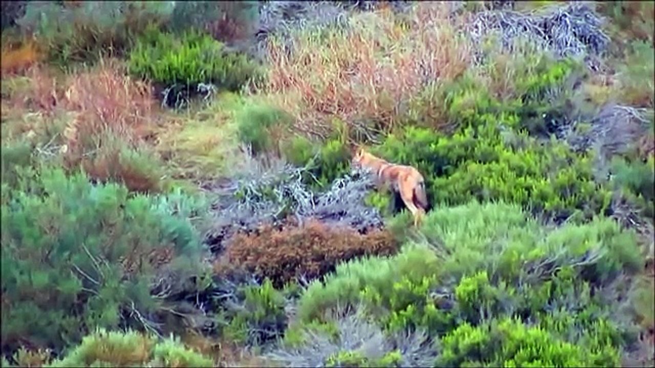CANIS LUPUS - LOBO IBERICO. OCTUBRE 2014 RIAÑO - LEON.