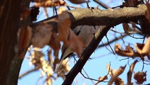Ptice Hrvatske - Batokljun, mužjak (Coccothraustes coccothraustes) (Hawfinch, male) (2/7)