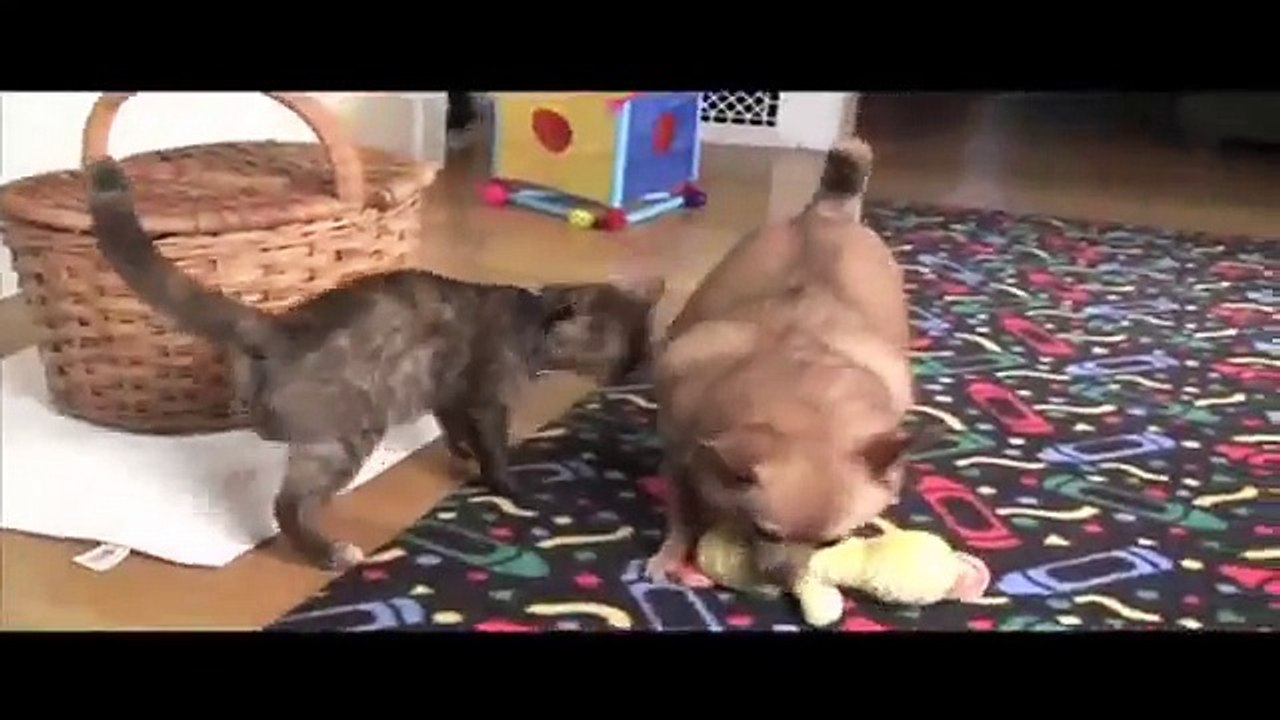 Funny videos, comedy videos, hollywood, bollywood, jokes videos,laughing videos,movies,films?syndication=228326