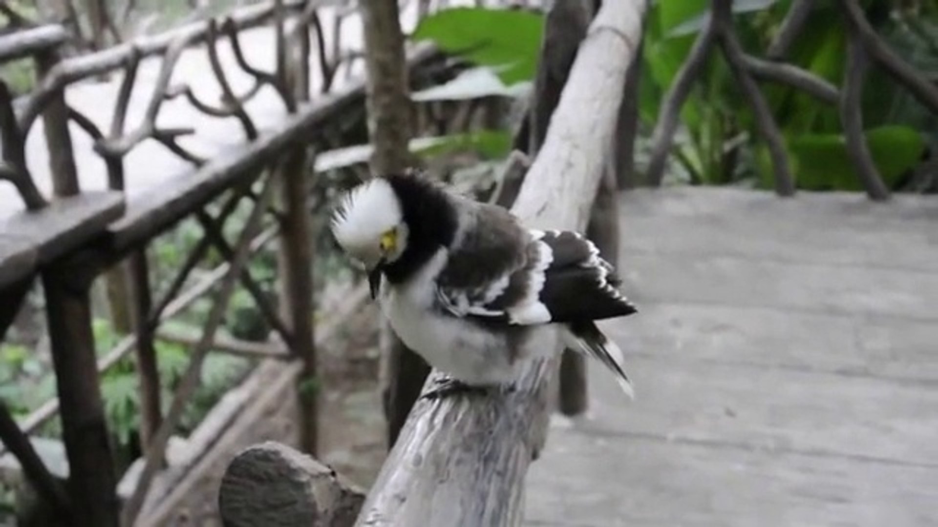 ⁣Funny bird reproduces human sounds