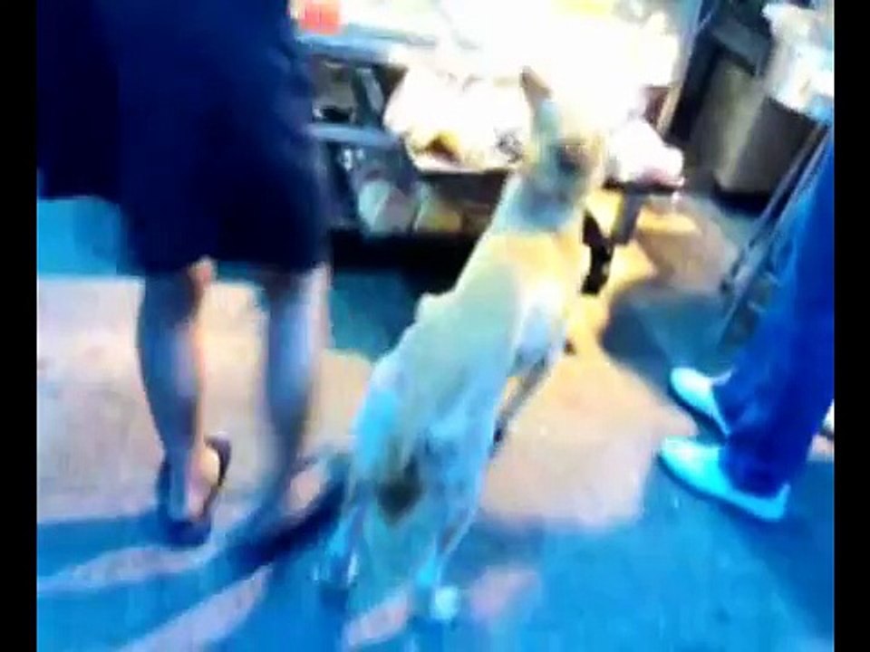 狠心狗主踢狗.虐犬
