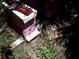 Beekeeping- This is our honey bees, this is our Apiary