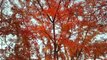 Fall leaves (piano version) - T-cophony (image video)