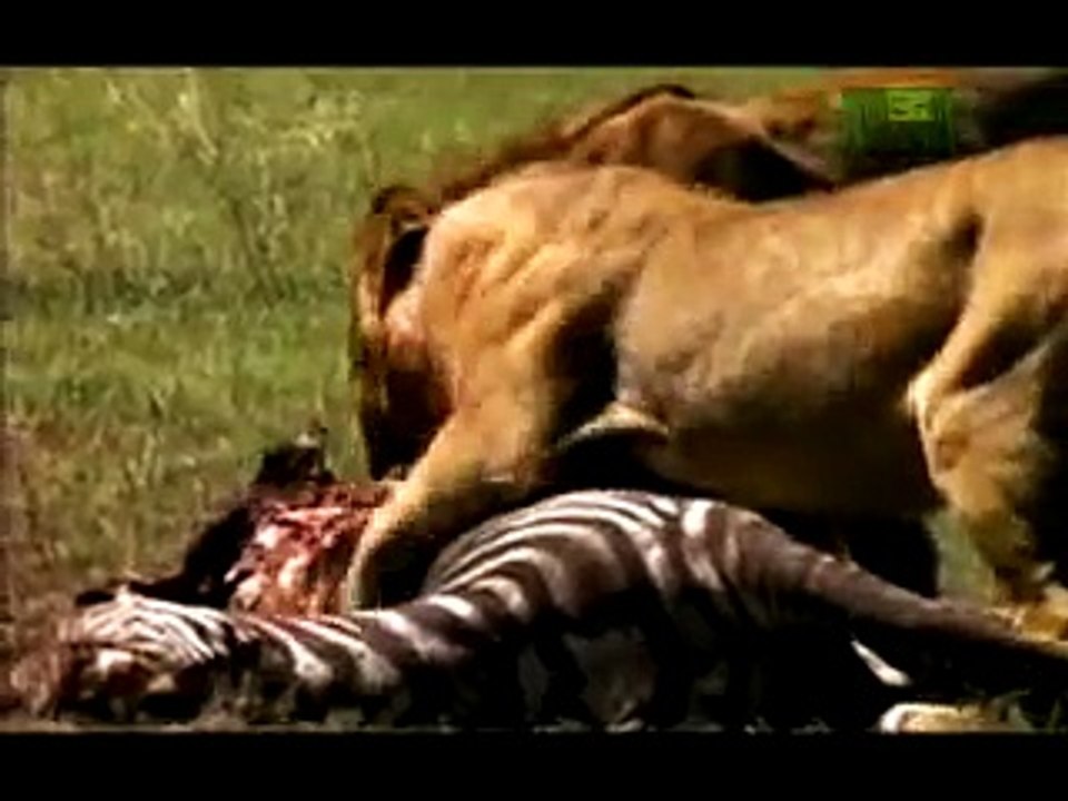 Ultimate Animal Dads: Lions