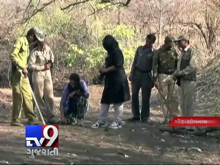 Asiatic lions census begins at Gir sanctuary - Tv9 Gujarati