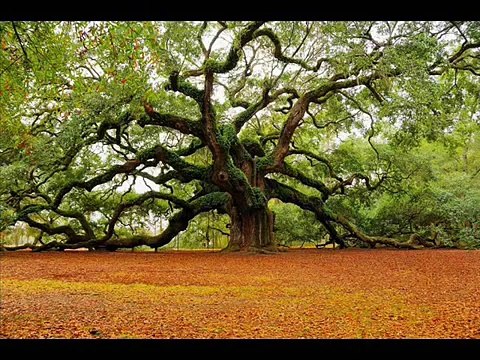 Top 10 Amazing Trees To Strange for Earth