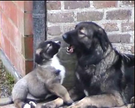 Ciobanesc Carpatin/Carpathian Shepherd Dog: Fulga, Arun & pups