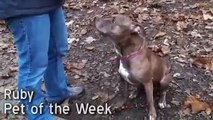 Pet of the Week: Ruby [6-year-old pit bull terrier mix]