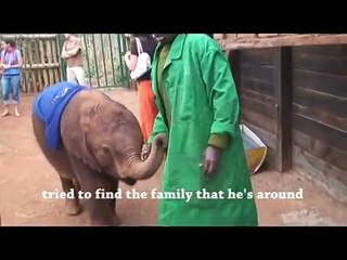 Mama Tembo Tours Sheldrick Elephant Orphanage