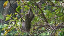 Costa Rican Rain Forests