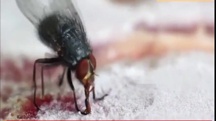 Sineğin dili soğuk ete yapışırsa ne olur?