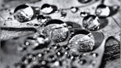 Nature And Organisation - Tears For An Eastern Girl