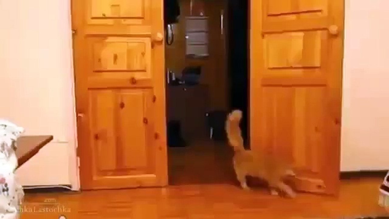 lustige katzen videos zum totlachen 2014 [witzinge Videos, süße katze, lach, lol] #37