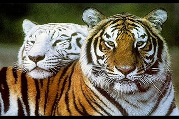 Animal transformations- human into animal