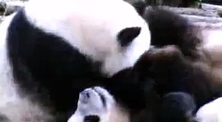 panda eternue