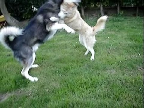 danse avec les loups