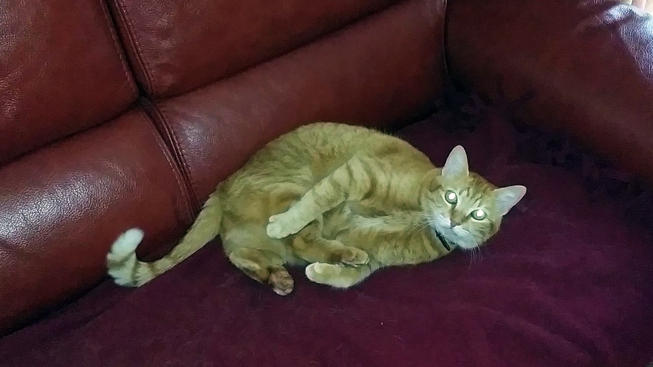 Ginger se défoule