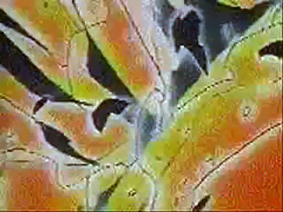 Sailor Moon Music Video