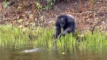 Chimps comfort dying female