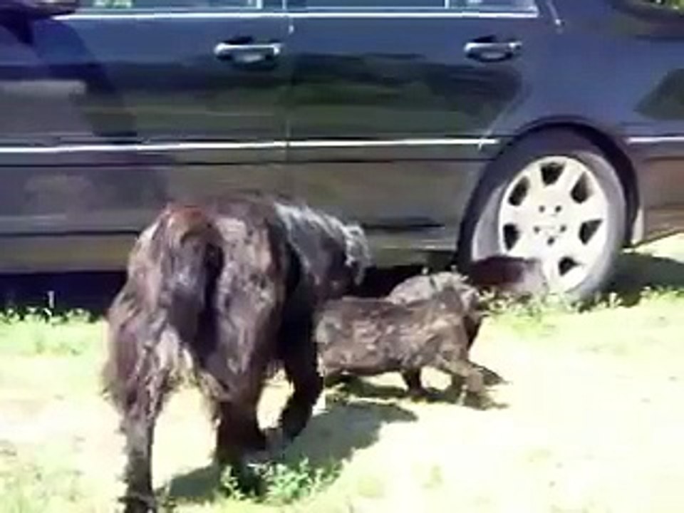 How dogs break the cats fight