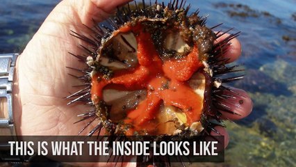 6 Animals That are Eaten Alive by Humans - MOTHERLOADED