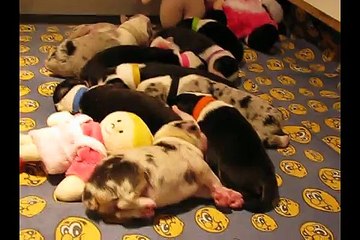 Portée Spencie x Green Day