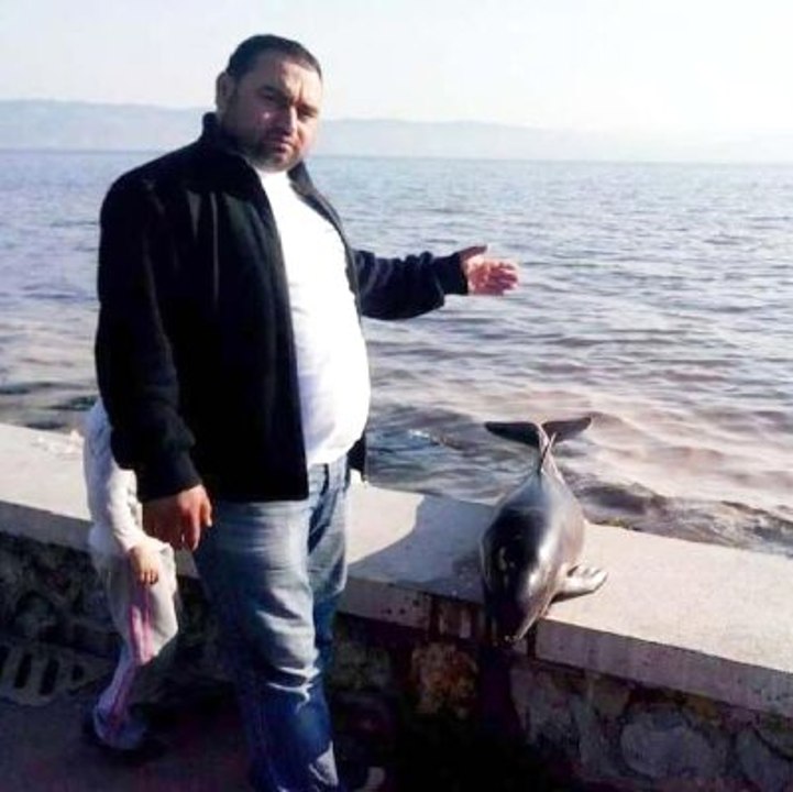 İzmit Körfezi'nde Yunus Ölüleri Endişelendirdi