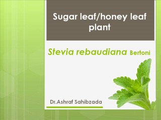 Sugar leaf plant / Stevia by Dr.Ashraf Sahibzada