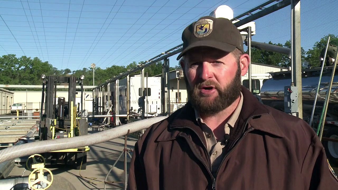 Lachs-Wanderung über die Straße