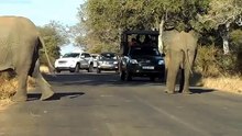 Des éléphants stoppent créent des bouchons pour des raisons incroyables