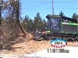 Pensacola Land Clearing, RFCC inc. uses Gyro Trac Tree Mulcher to destroy large oak tree