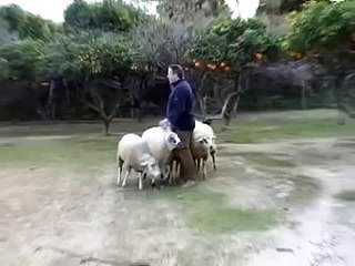 Border Collie, pastor, sheepdog, chien troupeau