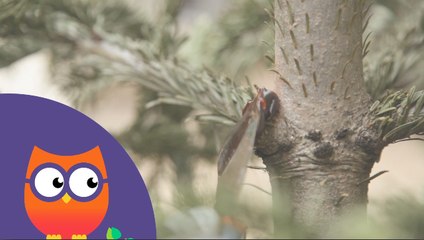 Comment mastiquer les plaies des arbres (Ooreka.fr)