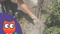 Comment utiliser les cendres au jardin (Ooreka.fr)