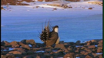 Strutting Sage Grouse