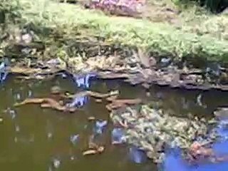 girl going swimming in dirty pond